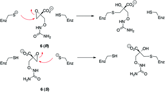 Proposed mechanism of irreversible inhibition of DcsC with epoxide inhibitor 6.
