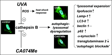 Cathepsin B inactivation as a causative factor in cutaneous UVA photodamage operating upstream of autophagic-lysosomal alterations. The model proposes that inactivation of cathepsin B as a consequence of either UVA-induced photooxidative stress (mediated by ROS) or direct pharmacological antagonism (by the specific inhibitor CA074Me) causes authophagic-lysosomal dysregulation. Effects of chronic UVA exposure on phenotypic markers including cellular autofluorescence (not shown) and lysotracker Red staining (confocal microscopy images, panels as in Fig. 1G) the expression pattern of the autophagic-lysosomal factors Lamp-1, LC3-II, beclin 1, p62, α-synuclein, and transglutaminase 2 are mimicked by CA074Me treatment indicating that UVA exposure causes autophagic-lysosomal dysregulation downstream of cathepsin B inactivation, a novel molecular mechanism potentially involved in UVA-induced skin photodamage. Differential stress response gene expression (including heat shock protein encoding genes) occurs in response to UVA but not CA074Me due to the causative involvement of ROS in UVA-induced cathepsin B inhibition that are not generated as a result of direct pharmacological antagonism by CA074Me.