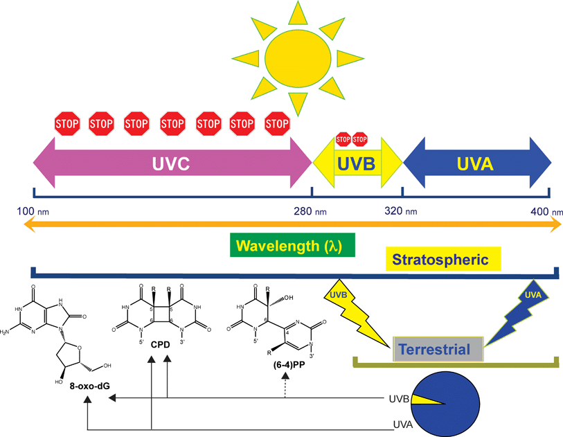 The major UVB- and UVA-induced DNA photoproducts are induced at different wavelengths. The diagram shows the subdivision of the solar UV spectrum. Shorter UV wavelengths are blocked by oxygen and ozone (stop signs). Terrestrial sunlight contains UVA and UVB components at wavelengths of ∼300 nm and longer. The specific DNA lesions produced by UVA and UVB in this range of wavelengths are indicated by arrows.
