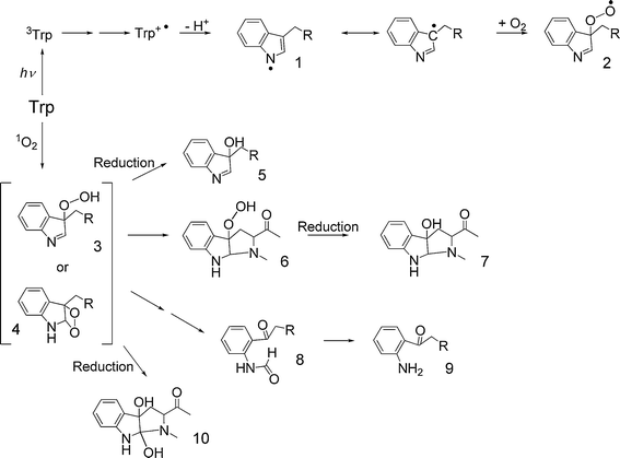Mechanisms of oxidation of Trp by direct UV absorption and 1O2-mediated pathways. Key to structures (where the α-amino acid moiety is represented by R = CH(CO2H)NH2): 1, indolyl radical; 2, C-3 peroxyl radical; 3, C-3 hydroperoxide; 4, dioxetane intermediate; 5, C-3 alcohol; 6, 3α-hydroperoxypyrroloindole; 7, 3α-hydroxypyrroloindole; 8, N-formylkynurenine; 9, kynurenine; 10, 3α-dihydroxypyrroloindole.