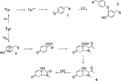 
            Oxidation pathways for Tyrvia direct UV absorption or 1O2 production. Key to structures (where the α-amino acid moiety is represented by R = CH(CO2H)NH2): 1, tyrosyl radical; 2, a C–O linked isomer of a dityrosine crosslink; 3, Tyr endoperoxide; 4, HOHICA (3a-hydroxy-6-oxo-2,3,3a,6,7,7a-hexahydro-1H-indol-2-carboxylic acid).