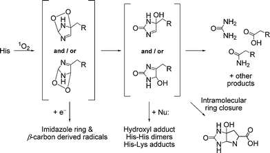 Reaction pathways for 1O2-mediated oxidation of His residues (where the α-amino acid moiety is represented by R = CH(CO2H)NH2).