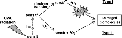 Type I versus Type II photosensitization.