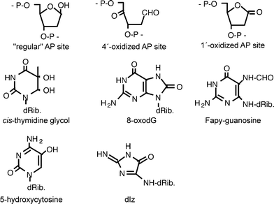 Chemical structures of some DNA modifications induced by photosensitization.