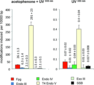 
            Spectrum of DNA modifications generated per J mm−2 by acetophenenone (6 mM) plus UVA (333 nm) (left panel) or UV (330 nm) alone (right panel) in cell-free DNA. Columns indicate the numbers of SSB and modifications recognized by various repair enzymes (see Table 1) after irradiation of supercoiled PM2 DNA with the 333 nm band of an Argon laser (2.9 kW m−2) in phosphate buffer (pH7.4). Data are taken from Epe et al. (1993).22