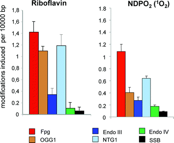 
            Spectrum of DNA modifications generated by riboflavin (30 μM) plus visible light (1 min) (left panel) or chemically generated singlet oxygen in cell-free PM2 DNA (right panel). Columns indicate the numbers of SSB and modifications recognized by various repair enzymes (see Table 1). Visible light was from a halogen lamp (1000 W, 50 cm distance). Singlet oxygen was generated by thermal decomposition (2 h at 37 °C) of 1 mM NDPO2 in a D2O buffer. Data are taken from Schulz et al. (2000).35