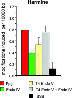 
            Spectrum of DNA modifications generated harmine (20 μM) plus UVA (360 nm; 24 kJ m−2) in PM2 DNA in phosphate buffer at pH 7.4. Columns indicate the numbers of SSB and modifications recognized by various repair enzymes (see Table 1). Data are taken from Gonzalez et al., submitted.