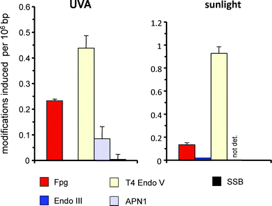 
          Spectrum of DNA modifications induced by UVA (360 nm; 12 kJ m−2) in primary human skin fibroblasts (left panel) and by natural sunlight (4 min; 88000 lux) in HaCat cells. Columns indicate the numbers of SSB and modifications recognized by various repair enzymes (see Table 1). Data are taken from Eiberger et al. (2008)76 (UVA) and Pflaum et al. (1998)67 (natural sunlight).