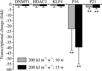 
            Sustained transcriptional changes of 
            P16
            
              INK4a
            
            
            and P21
            
              WAF1
            
            
              /
            
            
              CIP1
            
            after chronic UVA-irradiation (200 kJ m
            
              −2
            
            week
            
              −1
            
            ) of 
            HaCaT
             human skin 
            keratinocytes
            . P16INK4a transcription was persistently decreased (∼20-fold after 10 weeks UVA and ∼40-fold after 15 weeks UVA) upon chronic UVA-irradiation. P21WAF1/CIP1 showed a decrease of transcription of about 3-fold after 10 weeks and 15 weeks chronic UVA-irradiation. Transcription for KLF4, DNMT1 and hTERT was not altered. HPRT1 (hypoxanthine phosphoribosyltransferase 1) and TBP (TATA box binding protein) were used as house keeping genes for normalisation. Error bars indicate standard deviations. N ≥ 3. Fold-change of the transcription upon UVA was obtained by setting the control as one-fold. Two-fold threshold was applied as criterion of altered transcriptional response. **: p < 0.01.