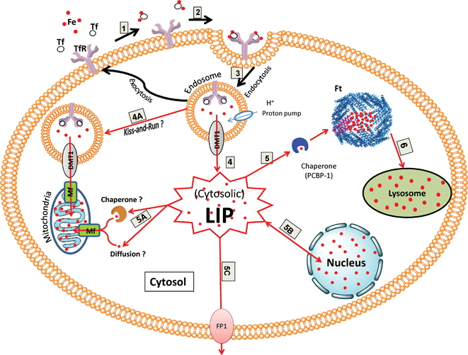 Schematic diagram illustrating the pathways of cytosolic LI uptake and distribution (modified from Breuer et al., 2008110). The main source of cytosolic LIP uptake is viareceptor-mediated endocytosis (1–3): In extracellular media, transferrin (Tf) binds two atoms of Fe3+ with high affinity (1). Two molecules of diferric-Tf bind to the transferrin receptor 1 (TfR1) on the cell surface (2). The Tf-TfR1 complex formed is internalized into an endosome. Within the endosome, iron is released from Tf following the decrease in intra-vesicular pH (3). Iron transfers from Tf to divalent metal transporter (DMT1) and is released in the Fe2+ form to the cytosol to join the pool of available cytosolic labile iron (LIP) (4). Endosomal iron may be directly delivered to mitochondria (i.e. without entering the cytosolic pool) via a hypothetical kiss-and-run mechanism involving DMT1 and mitoferrin (Mf) (4A). The cytosolic LIP can be distributed to various cellular targets (5–6): Cytosolic LI can be transported by a chaperone (PCBP-1) to be stored in ferritin (Ft) (5). Alternatively cytosolic LI may reach and replenish mitochondrial LI either via a hypothetical chaperone or possibly by diffusion (5A). Cytosolic LI can also establish a dynamic equilibrium with nuclear LI presumably vianuclear pores (5B). Cytosolic LI may also be exported from the cellsvia ferroportin-1 (FP1) (5C). The cytosolic iron stored in Ft may replenish the lysosomal LIviaautophagy and proteolytic degradation of Ft in lysosomes (6).