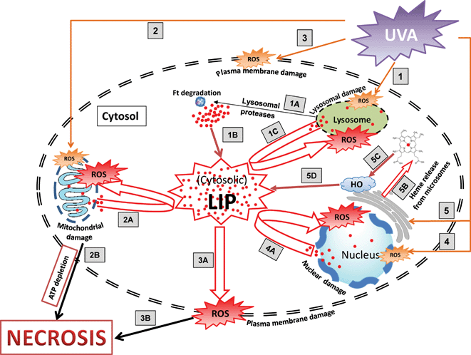 Schematic diagram illustrating the pathways involved in UVA-induced cytosolic LI release and necrotic cell death in human skin fibroblasts. Exposure of skin fibroblasts to UVA generates ROS (orange colour) that promote oxidative damage in lysosomal (1), mitochondrial (2), plasma (3) and nuclear (4) membranes. UVA also promotes the immediate degradation of microsomal hemoproteins (5) that leads to release of free heme (5B) leading to increase in cytosolic LIviaheme oxygenase (HO)-mediated breakdown of heme (5C–5D). Damage to lysosomal membrane (1) leads to release of lysosomal proteases (1A) which in turn degrade the cytosolic iron storage protein ferritin (Ft) and release its iron in the labile form (1B). Damage to mitochondrial membrane (2) leads to interruption of electron chain transport in mitochondrial membrane causing the generation of ROS, loss of the electrochemical gradient across the inner membrane and ATP depletion (2B). The release of potentially harmful LI in cytosolvia routes (1–5), along with the pre-existing pool of cytosolic LI contribute to a massive increase in cytosolic pool of LI (LIP) that catalyses the formation of more harmful ROS (in red) that is thought to further exacerbate the peroxidative damage in the lysosomal (1C), mitochondrial (2A), plasma (3A) and nuclear (4A) membranes leading to the loss of organelles' and plasma membrane's integrity. The loss of plasma membrane integrity (3A) together with mitochondrial ATP depletion (2B) results in necrotic cell death.