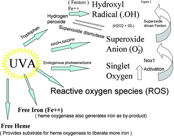 The generation of reactive oxygen species and the liberation of pro-oxidant catalysts as a consequence of the interaction of UVA radiation with cells.