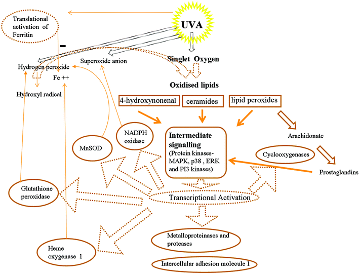 Generation of oxidised signalling lipids and transcriptional activation as a consequence of UVA irradiation of cells. Reactive oxygen species and free iron may be increased (+) or decreased (−) as a consequence of activation of expression of specific genes with a profound influence on redox homeostasis.