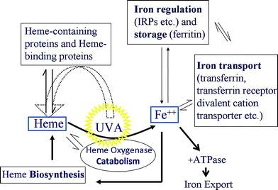 Disturbance and restoration of heme and iron homeostasis following UVA irradiation.