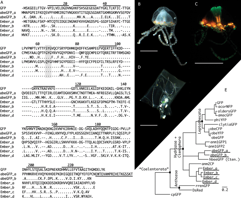 Multi Domain Gfp Like Proteins From Two Species Of Marine Hydrozoans Photochemical Photobiological Sciences Rsc Publishing Doi 10 1039 C1ppa