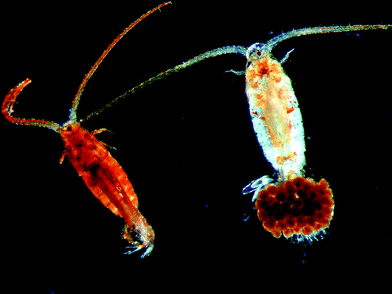 Calanoid copepods are some of the most abundant multi-cellular animals on Earth. They are the dominant primary consumers in the world's oceans and in many lakes. These small crustacean zooplankton influence water quality and are a critical component of aquatic food webs that may influence survival and recruitment of commercially important fish. Shown here are an adult male (left) and a female freshwater calanoid with eggs (right). Note the brighter colour of the male and the eggs vs. the female due to higher concentrations of UV-protective compounds. (Photo credit: Robert E. Moeller, with permission).