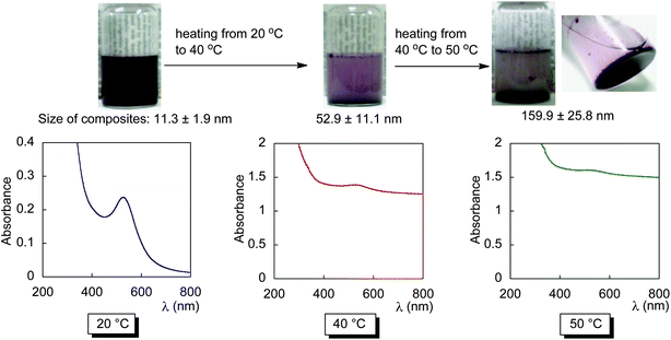 Temperature dependence of UV-vis spectra for aqueous solutions of RF–(DOBAA)x–(ACMO)y–RF [10 g dm−3]/Au nanocomposites and the photographs of their composite solutions.