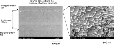 
          FE-SEM images of the cross-section of the modified PMMA films treated with RF–(PDE-100)x–(ACA)y–RF/CaCO3 nanocomposites.