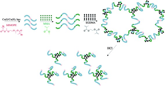 
            ATRP synthesis and hydrolysis of an end-linked APCN prepared using a degradable bifunctional initiator. The green and blue filled circles represent the MMA and the DMAEMA monomer repeating units, respectively, whereas the black dumbbells indicate the EGDMA cross-linker units. The degradable bifunctional initiator residue is represented by the two adjacent hollow red circles.