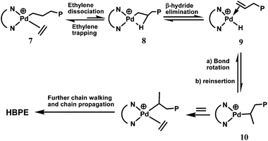 Chain walking mechanism with Pd–diimine catalysts.16