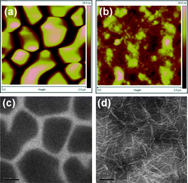 
            AFM images of the P(iI-DTS):PC70BM blend at 1 : 4 ratio, processed without (a) and with (b) 4% DIO additive (2 μm-side, 20 nm-height scales). TEM images of the aforementioned blend, processed without (c) and with (d) 4% DIO additive (200 nm scale bars).