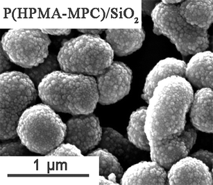 
            SEM image of the nanocomposite particles produced after statistical copolymerization of 5.0 g of HPMA with 0.50 g of MPC at 60 °C in the presence of 0.50 g of PVP and 1.05 g of silica sol. Note the unusual non-spherical particle morphology obtained in this case.