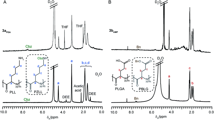 
            
              1H NMR spectra (D2O) of (A) water soluble CCS polymer3aPGA and linear PLL and (B) water soluble CCS polymer3bAMP and linear PLGA. The structures in the dotted boxes represent the unprotected PZLL (A) and PBLG (B) respectively.