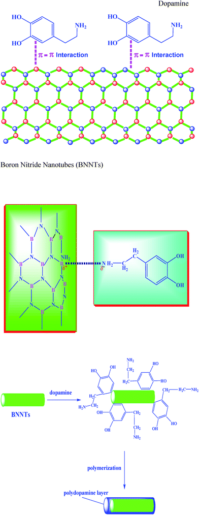 Schematic illustration of dopamine functionalization of BNNTs.
