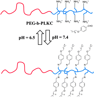 The reversible pH-responsive properties of the brush-like amphiphile via the Schiff-base reaction”.67