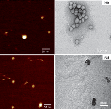 Representative examples of vesicle morphology as seen by AFM in solution (left) and negative staining TEM (right) (for AFM images vertical scales are 4 nm). 10 mg mL−1 of P3 for vesicle preparation.