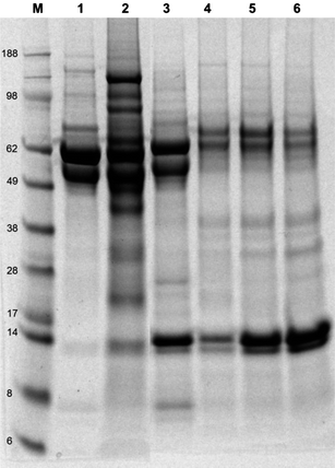 SDS-PAGE electrophoresis gel of proteins adsorbed onto the surface of non- and modified-TiO2 nanoparticles after suspension in RPMI1640 supplemented with 10% FBS and 1% l-glutamine for an overnight period at 37 °C, line M: see Blue 2 marker, line 1: FBS, line 2: TiO2, line 3: TiO2–silane, line 4: TiO2–silane–monomer, line 5: TiO2–silane–POEGMA 2500 g mol−1, line 6: TiO2–silane–POEGMA 20 000 g mol−1.