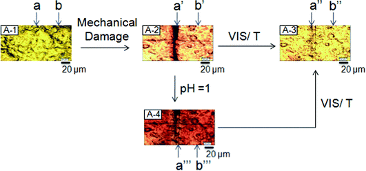 Optical images of p(MMA/nBA/SNO) films: undamaged (A-1), mechanically damaged (A-2), after exposure to VIS radiation or temperature (A-3) and after exposure to acidic vapors (A-4). Repair is achieved by either one of these conditions: visible light, temperature, or acidic pH vapors.
