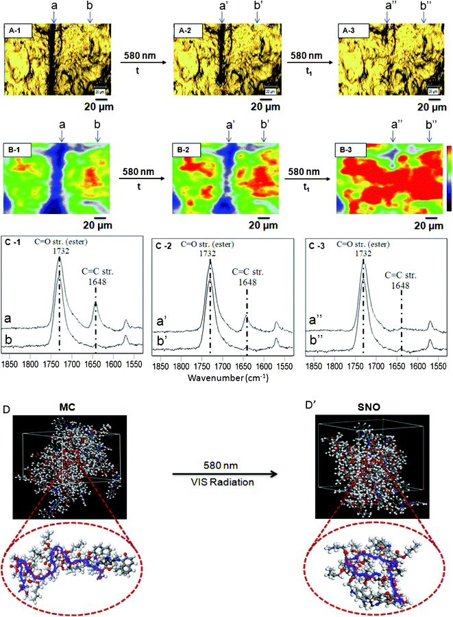 Optical images of p(MMA/nBA/SNO) films: mechanically damaged (A-1), exposure to VIS radiation (A-2, A-3). Raman images of p(MMA/nBA/SNO) film: mechanically damaged (B-1), exposure to VIS radiation (B-2, B-3). RamanSpectra of p(MMA/nBA/SNO) film: mechanically damaged (C-1), exposure to VIS radiation (C-2, C-3). Molecular modeling simulations of p(MMA/nBA/SNO) film: mechanically damaged (D) and repaired (D’) upon exposure to VIS radiation.