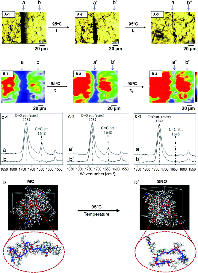 Optical images of p(MMA/nBA/SNO) films: mechanically damaged (A-1), exposure to temperature (A-2, A-3). Raman images of p(MMA/nBA/SNO) film: mechanically damaged (B-1), exposure to temperature (B-2, B-3). RamanSpectra of p(MMA/nBA/SNO) film: mechanically damaged (C-1), exposure to temperature (C-2, C-3). Molecular modeling simulations of p(MMA/nBA/SNO) film: mechanically damaged (D) and repaired (D’) upon exposure to temperature.