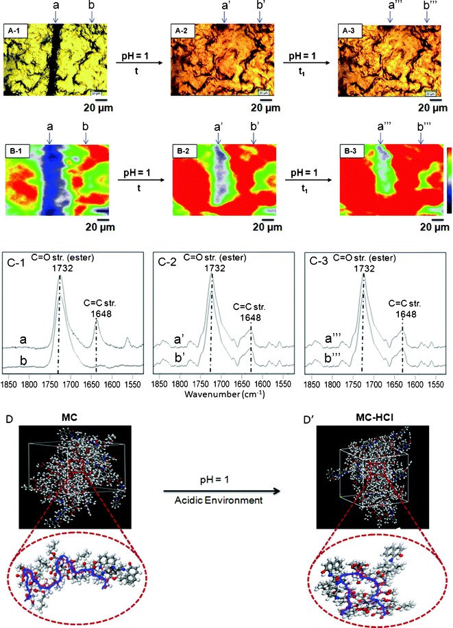 Optical images of p(MMA/nBA/SNO) films: mechanically damaged (A-1), exposure to acid environment (A-2, A-3). Raman images of p(MMA/nBA/SNO) film: mechanically damaged (B-1), exposure to acid environment (B-2, B-3). Raman spectra of p(MMA/nBA/SNO) film: mechanically damaged (C-1), exposure to acid environment (C-2, C-3). Molecular modeling simulations of p(MMA/nBA/SNO) film: mechanically damaged (D) and repaired (D’) upon exposure to acid environment.