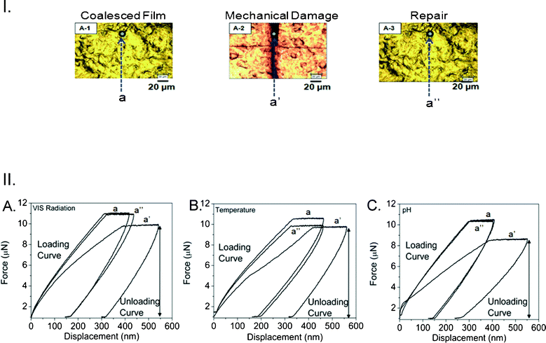 I. Optical images of p(MMA/nBA/SNO) films: coalesced (A-1), mechanically damaged (A-2) and repaired upon exposure to acid environment (A-3). II. Force (μN) plotted as a function of displacement (nm) for p(MMA/nBA/SNO) films: before damage (a); after damage (a’); after repair (a’’) upon exposure to VIS radiation (A), temperature (B) and acidic atmosphere (C). (loading conditions for cycles a, a’, and a’’: maximum force: 10, 10, and 8 μN, respectively; loading time: 15 s.)