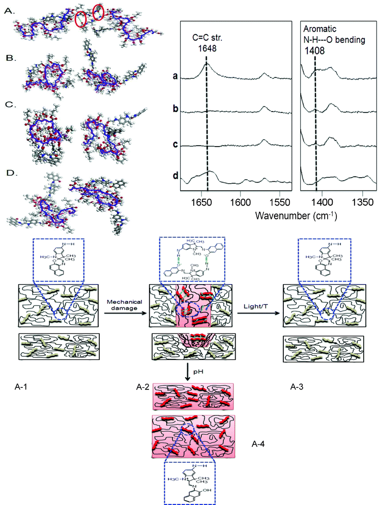 Molecular modeling simulations of p(MMA/nBA/SNO) films: mechanically damaged (A), exposure to VIS radiation (B), temperature (C) and acidic environment (D). Raman spectra of p(MMA/nBA/SNO) films: mechanically damaged (a), exposure to VIS radiation (b), temperature (c) and acidic environment (d); Schematic representation of p(MMA/nBA/SNO) films: undamaged (A-1), damaged (A-2), exposure to VIS radiation or temperature (A-3) and exposure to acidic environment (A-4).