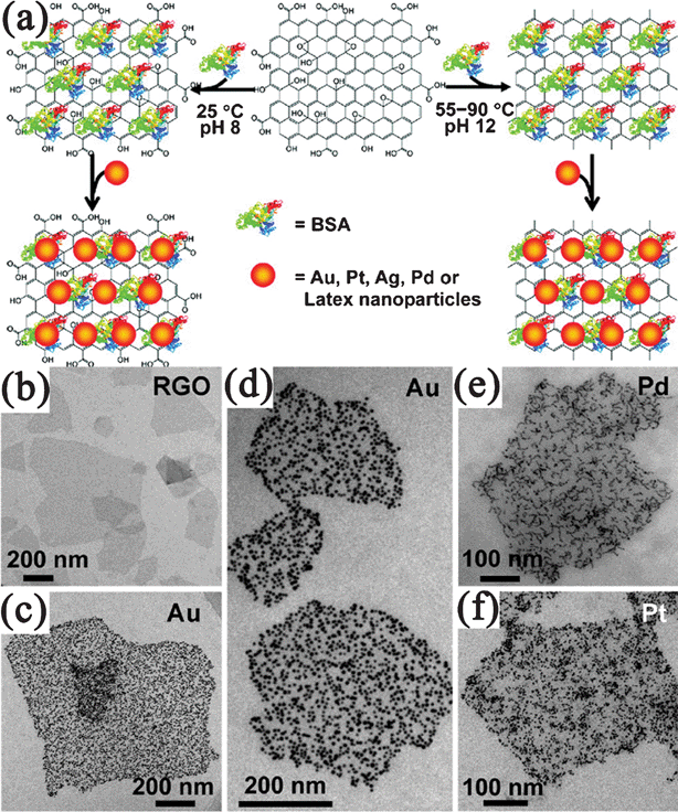 (a) Illustration of assembly of noble metal NPs on GO/RGO nanosheets with the assistance of BSA. TEM images of (b) BSA–RGO nanosheets and BSA–RGO supported (c,d) Au, (e) Pd, and (f) Pt NPs. Reprinted with permission from ref. 345. Copyright 2010, American Chemical Society.