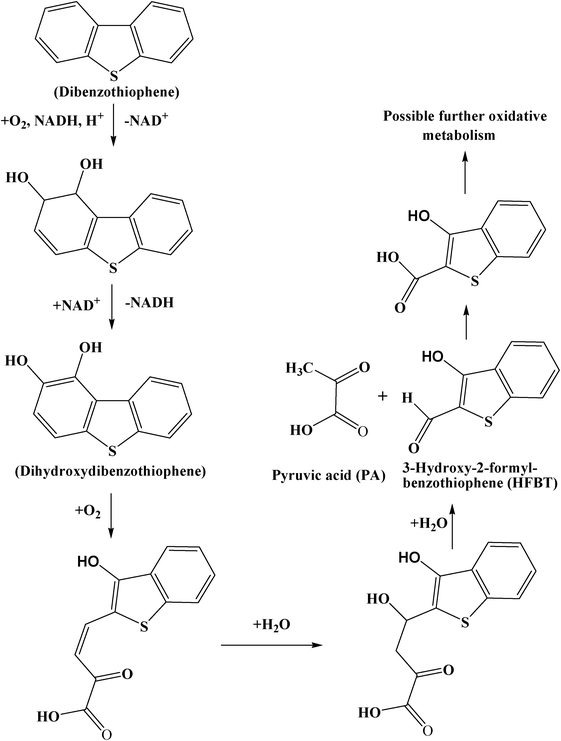 Kodama enzymatic pathway on dibenzothiophene.299