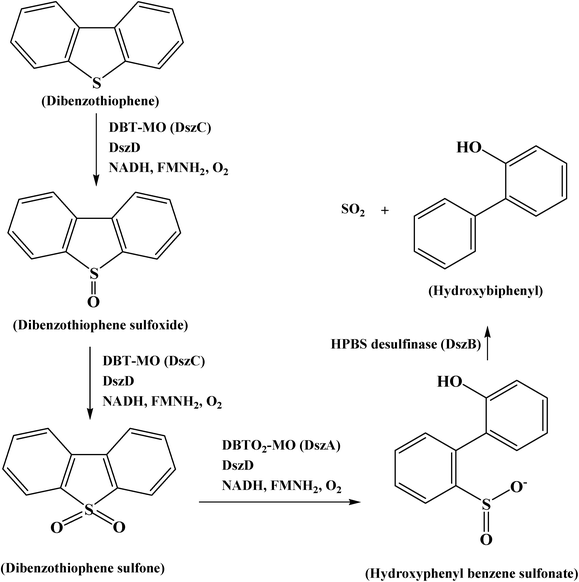 The ‘4s’ pathway for the biological desulfurization of DBT and its derivatives.102,307