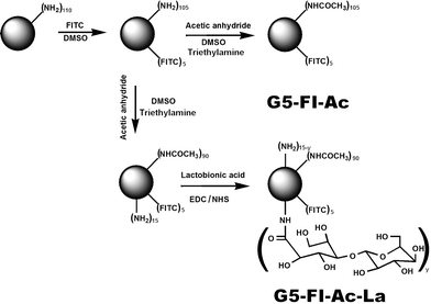 Schematic illustration of the synthesis of G5–FI–Ac–La conjugates.
