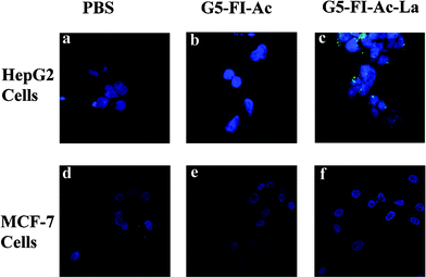 Confocal microscopic images of HepG2 cells (a, b, and c) and MCF-7 cells (d, e, and f) treated with PBS, G5–FI–Ac (500 nM) and G5–FI–Ac–La conjugates (500 nM) for 2 h, respectively.