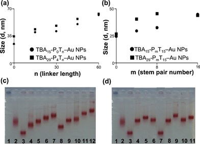 (a, b) Hydrodynamic diameters and (c, d) gel electrophoresis of various modified TBA-PmTn–Au NPs. Lanes in (c): (1) bare Au NPs, (2) BSA capping Au NPs, (3) TBA15-P0T0–Au NPs, (4) TBA15-P0T15–Au NPs, (5) TBA15-P0T30–Au NPs, (6) TBA15-P0T45–Au NPs, (7) TBA15-P0T60–Au NPs, (8) TBA29-P4T0–Au NPs, (9) TBA29-P4T15–Au NPs, (10) TBA29-P4T30–Au NPs, (11) TBA29-P4T45–Au NPs, (12) TBA29-P4T60–Au NPs. Lanes in (d): (1) bare Au NPs, (2) BSA capping Au NPs, (3) TBA15-P0T15–Au NPs, (4) TBA15-P4T15–Au NPs, (5) TBA15-P8T15–Au NPs, (6) TBA15-P16T15–Au NPs, (7) TBA29-P0T15–Au NPs, (8) TBA29-P4T15–Au NPs, (9) TBA29-P8T15–Au NPs, (10) TBA29-P16T15–Au NPs and (11) TBA15/TBA29-P8T15–Au NPs. (c, d) Gel electrophoresis of various modified Au NPs (50 nM) in a 1.5% agarose gel containing 0.5X TBE buffer with electric field of 20 V cm−1. Other conditions were the same as those described in Fig. 1.