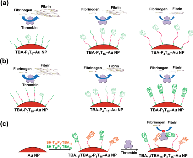 Schematic representation of the binding and enzymatic inhibition of (a) effect of linker-length with TBA-P4Tn–Au NPs, (b) effect of stem pair with TBA-PmT15–Au NPs, and (c) multivalent TBA15/TBA29-P8T15–Au NPs toward thrombin.