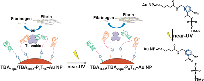 Schematic representation of reversible inhibitory function of the TBA15pc/TBA29pc-P8T15–Au NPs by irradiation of near-UV light.