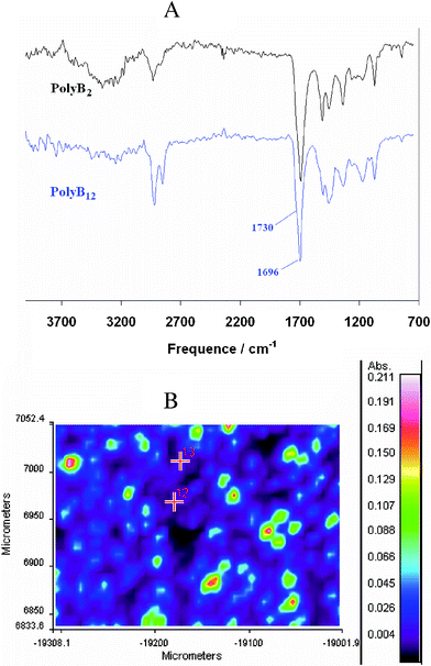 Cyclic (A) infrared spectra of dedoped polyB2 and polyB12 obtaining by imaging infrared and (B) total absorption of the de-doped polyB12 (Qs = 200 mC cm−2).