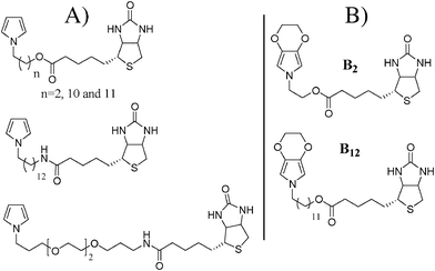 (A) Biotinylated pyrroles reported in the literature and (B) schematic representation of the biotinylated 3,4-ethylenedioxypyrroles studied in this paper.