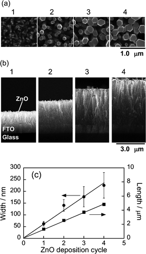 (a) Top and (b) cross-sectional view SEM images of ZnO–rod/FTO electrodes. The number of ZnO deposition cycles is indicated in the figures. (c) Dependence of rod width and length on number of ZnO deposition cycles.