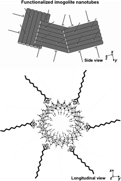 Schematic side and longitudinal tentative representation of the hydrophobic imogolite nanotubes. The outer surface of the tube is composed of gibbsite sheets whose Al3+ sites are complexed by lauric acid. The longitudinal view is adapted from ref. 5e. The size of the plates in this drawing is not to scale. In particular one has to consider the presence of a large number of nanotubes in order to account for the sharp XRD reflections observed in the small-angle range.