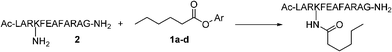 Reaction of the dodecapeptide (2) with phenolic esters (1a–d).